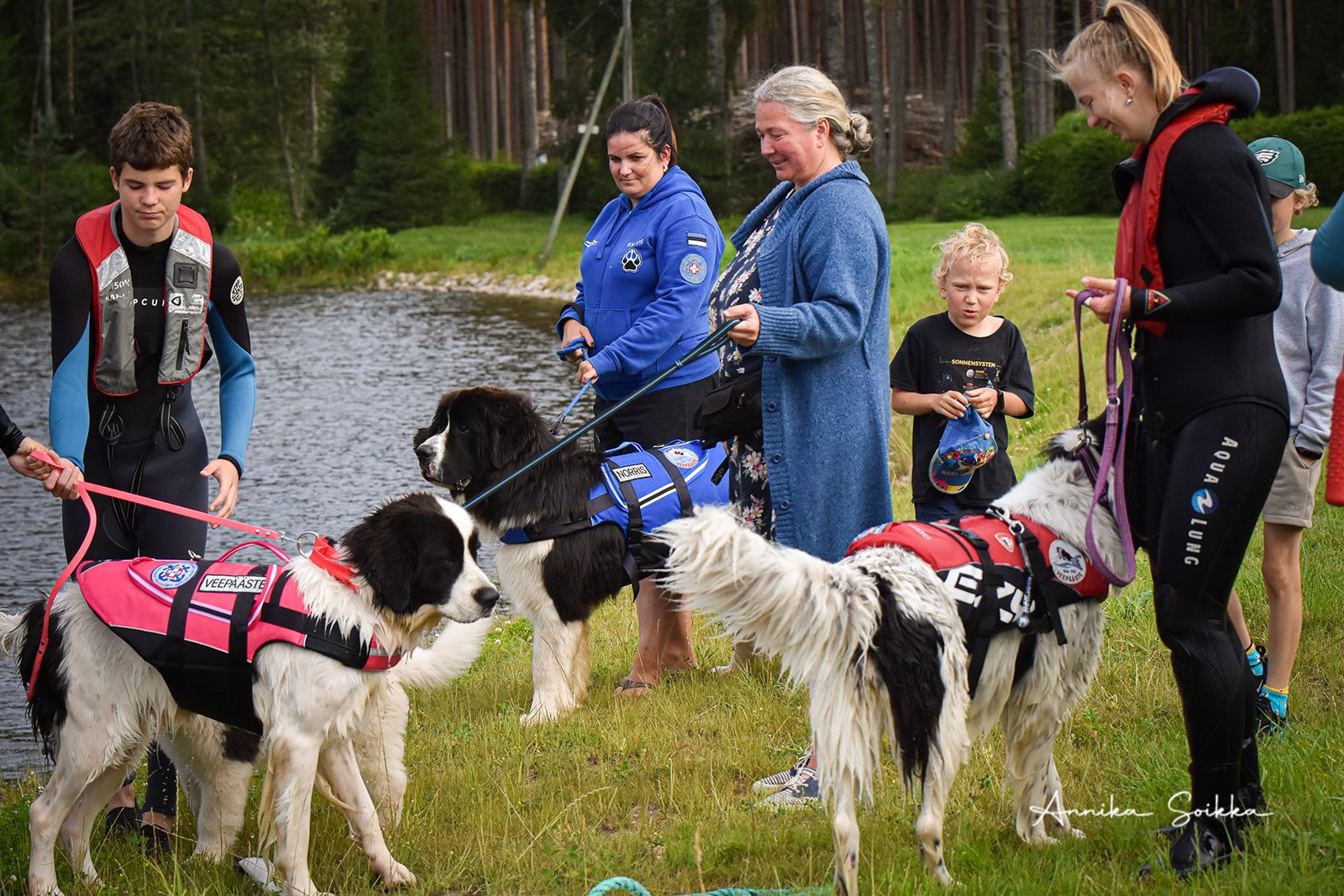 Veepäästekoerad