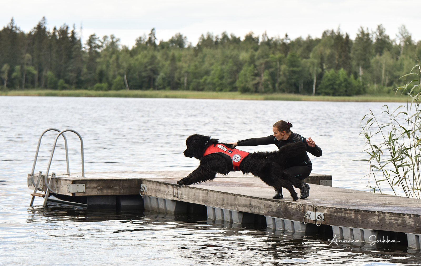 Veepäästekoer tegutsemas