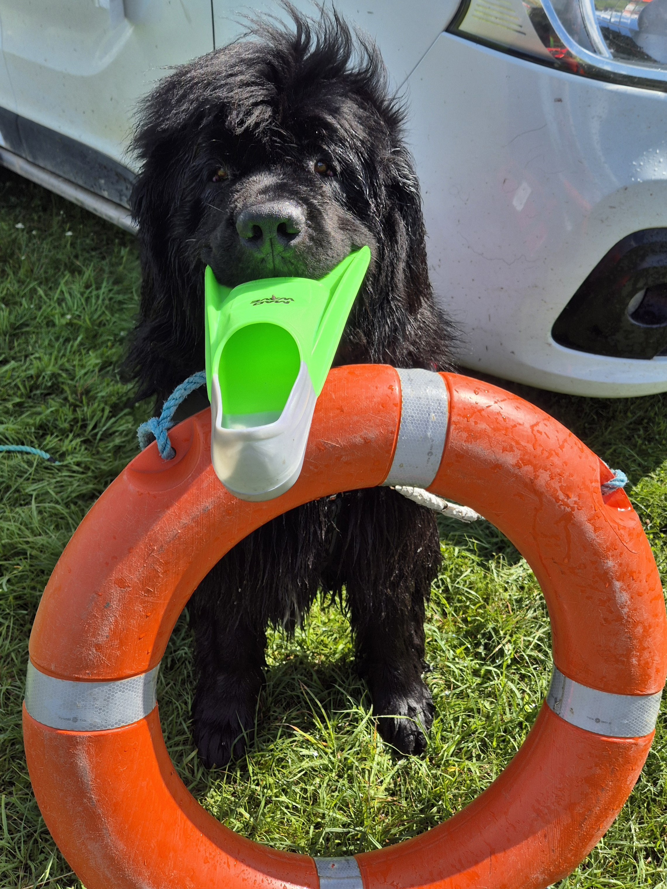 Bandit, Newfoundlandi koer