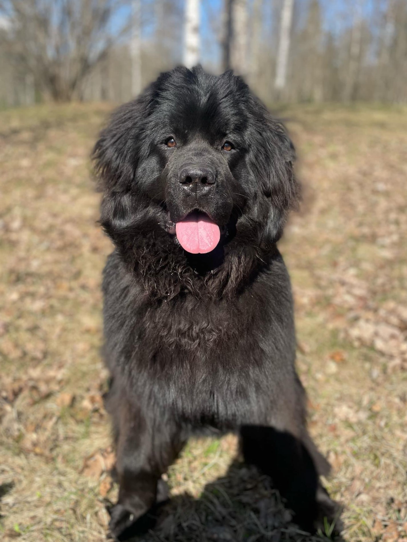 Blacky, Newfoundlandi koer