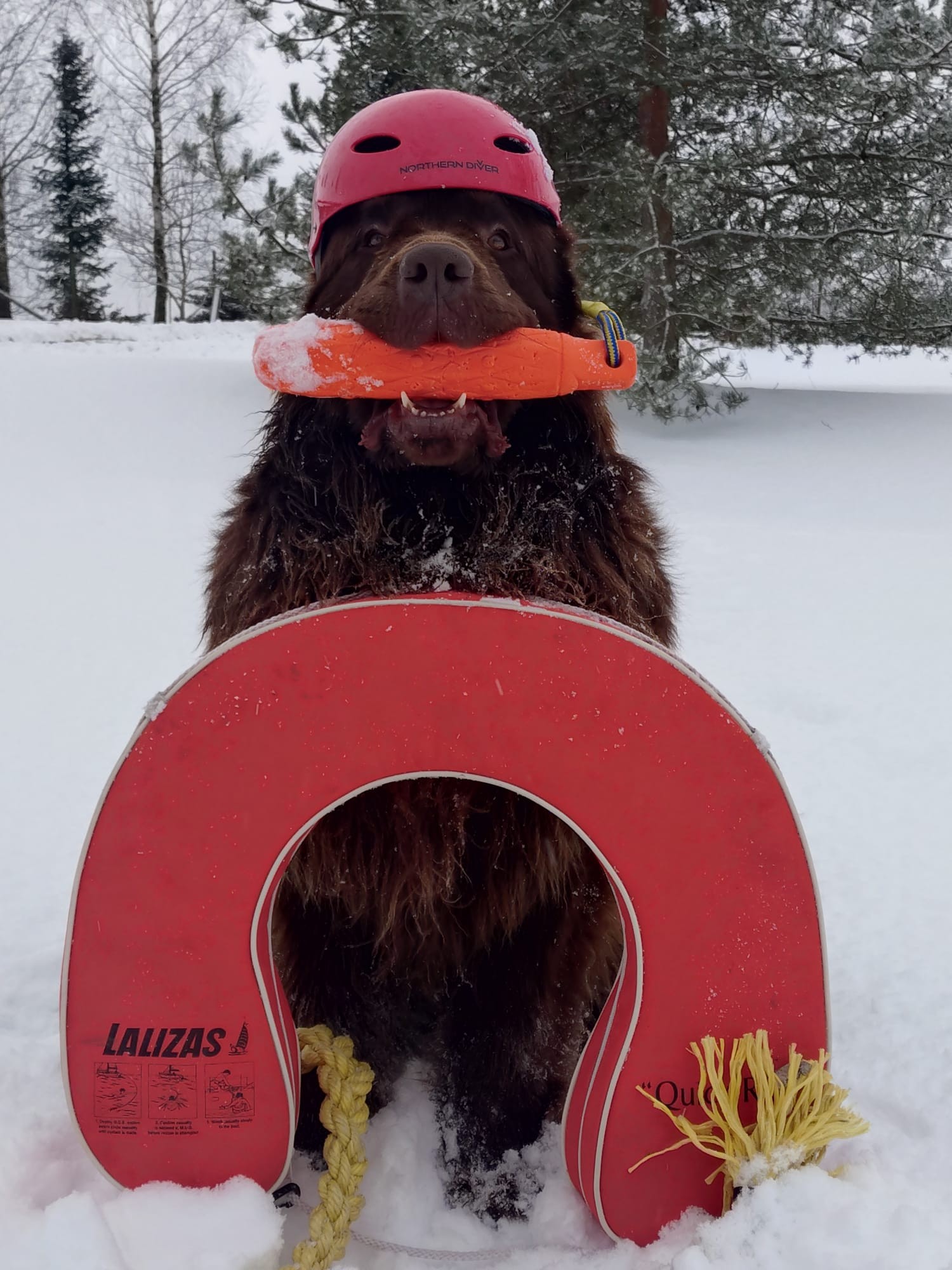 Boss, Newfoundlandi koer