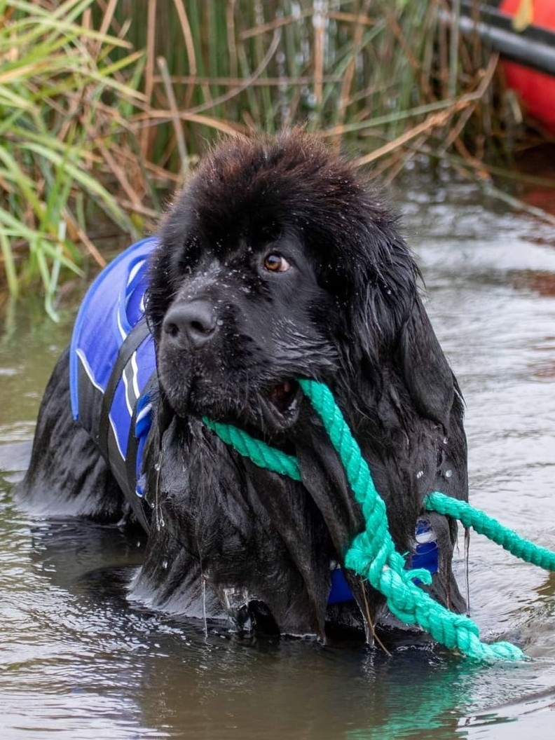 Figaro, Newfoundlandi koer