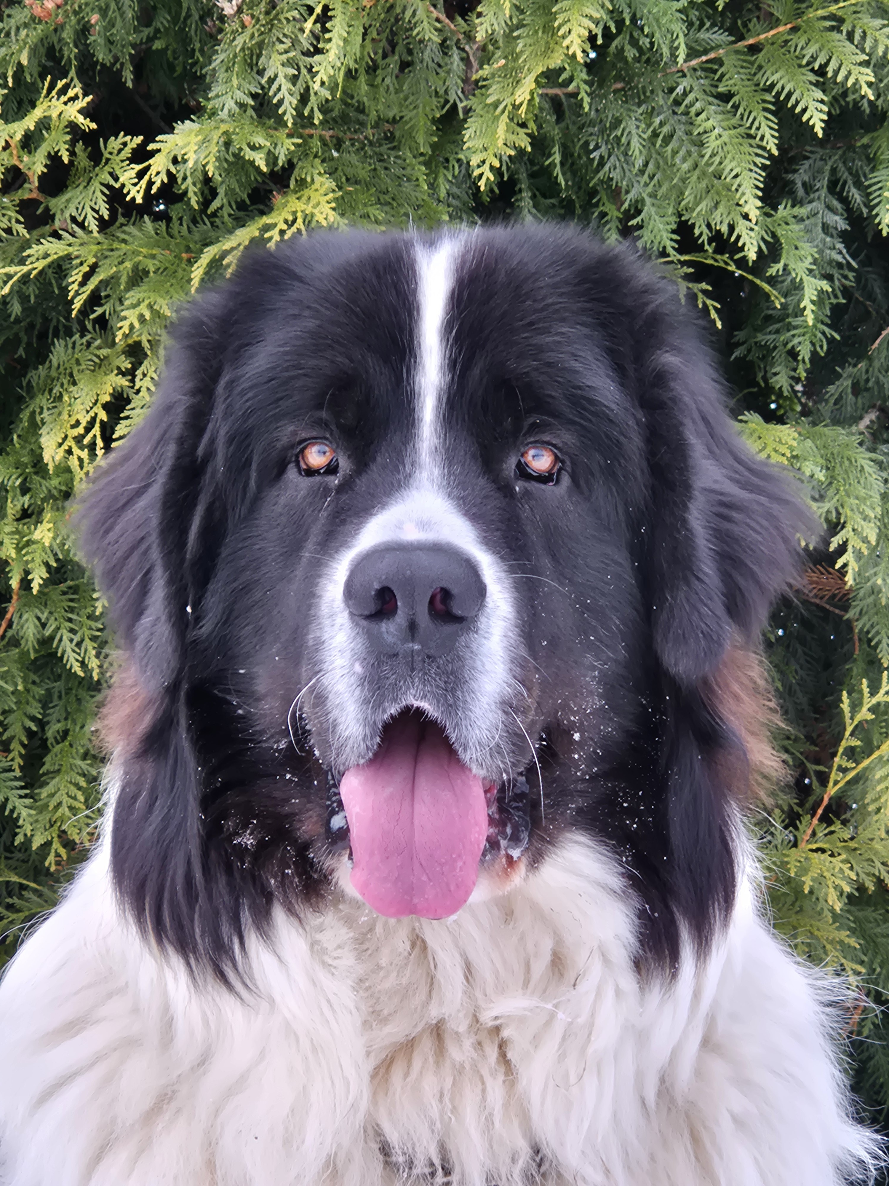 Fred, Landseer