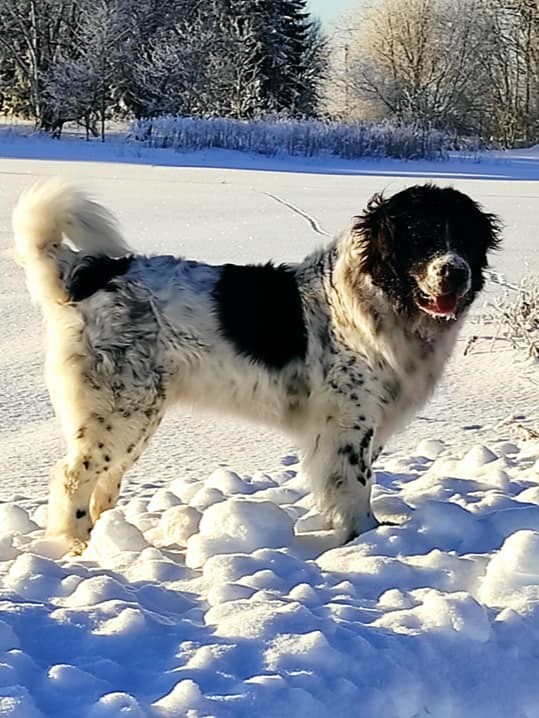 Kamilla, Landseer