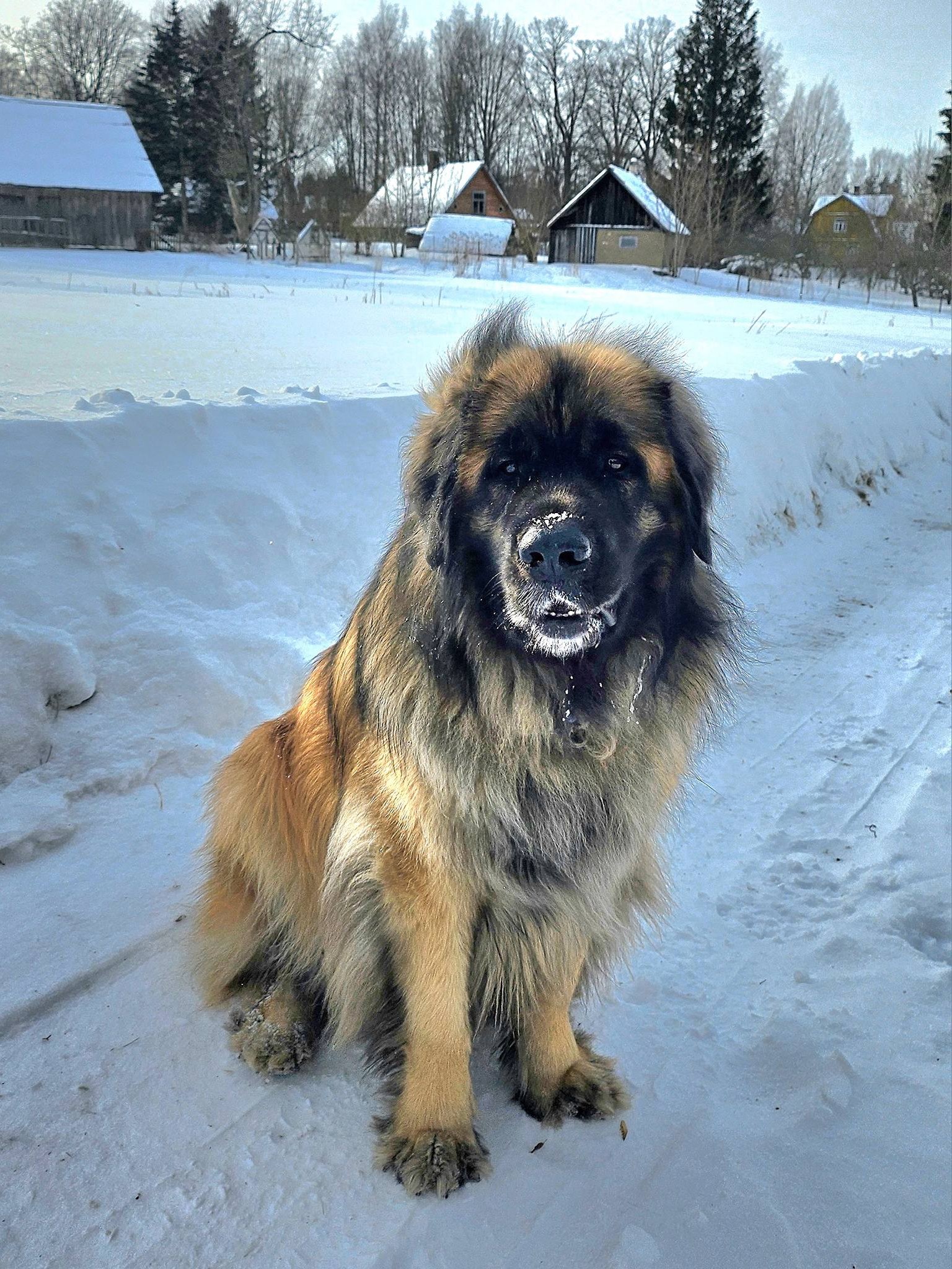 Männy, Leonberger