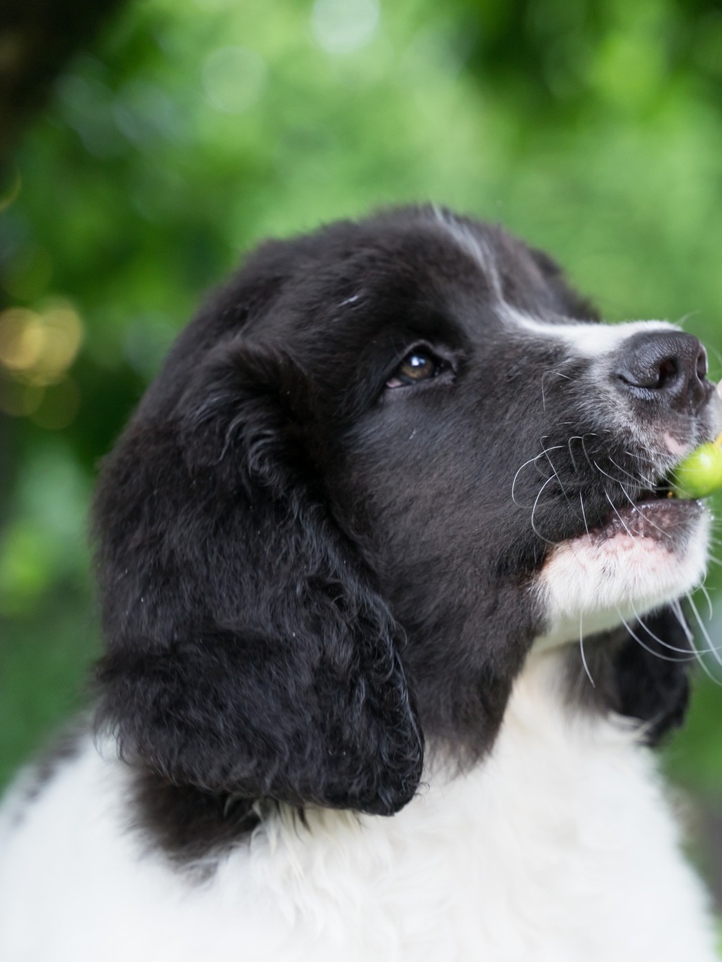 Milka, Newfoundlandi koer