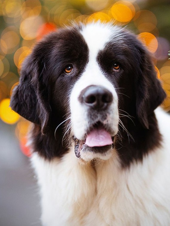 Nana, Landseer