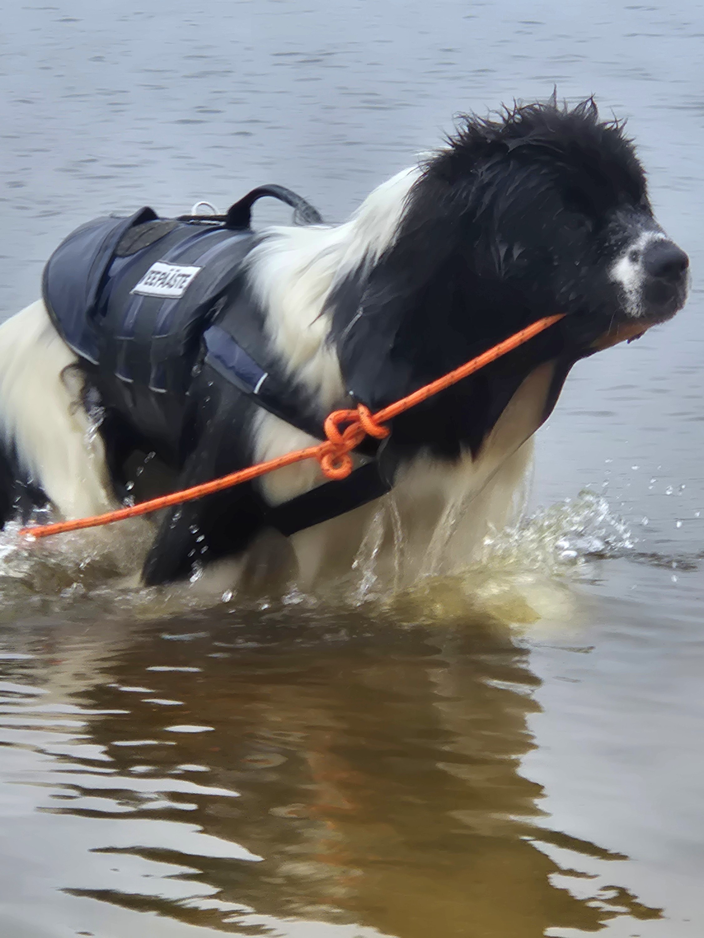 Nemo, Newfoundlandi koer