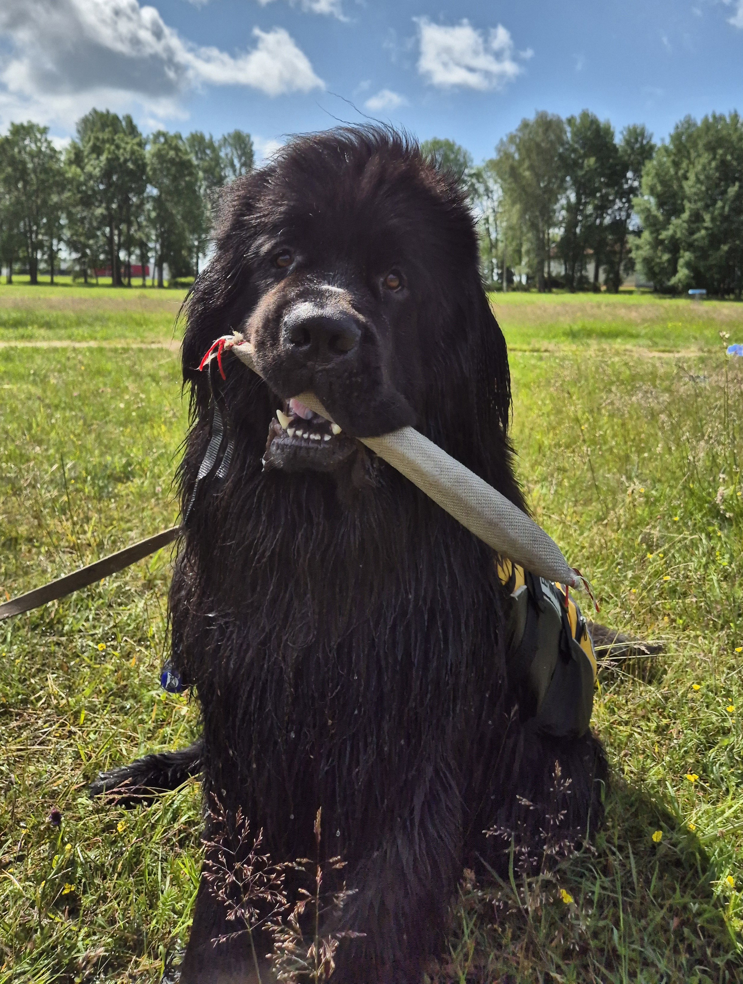 Porthos, Newfoundlandi koer