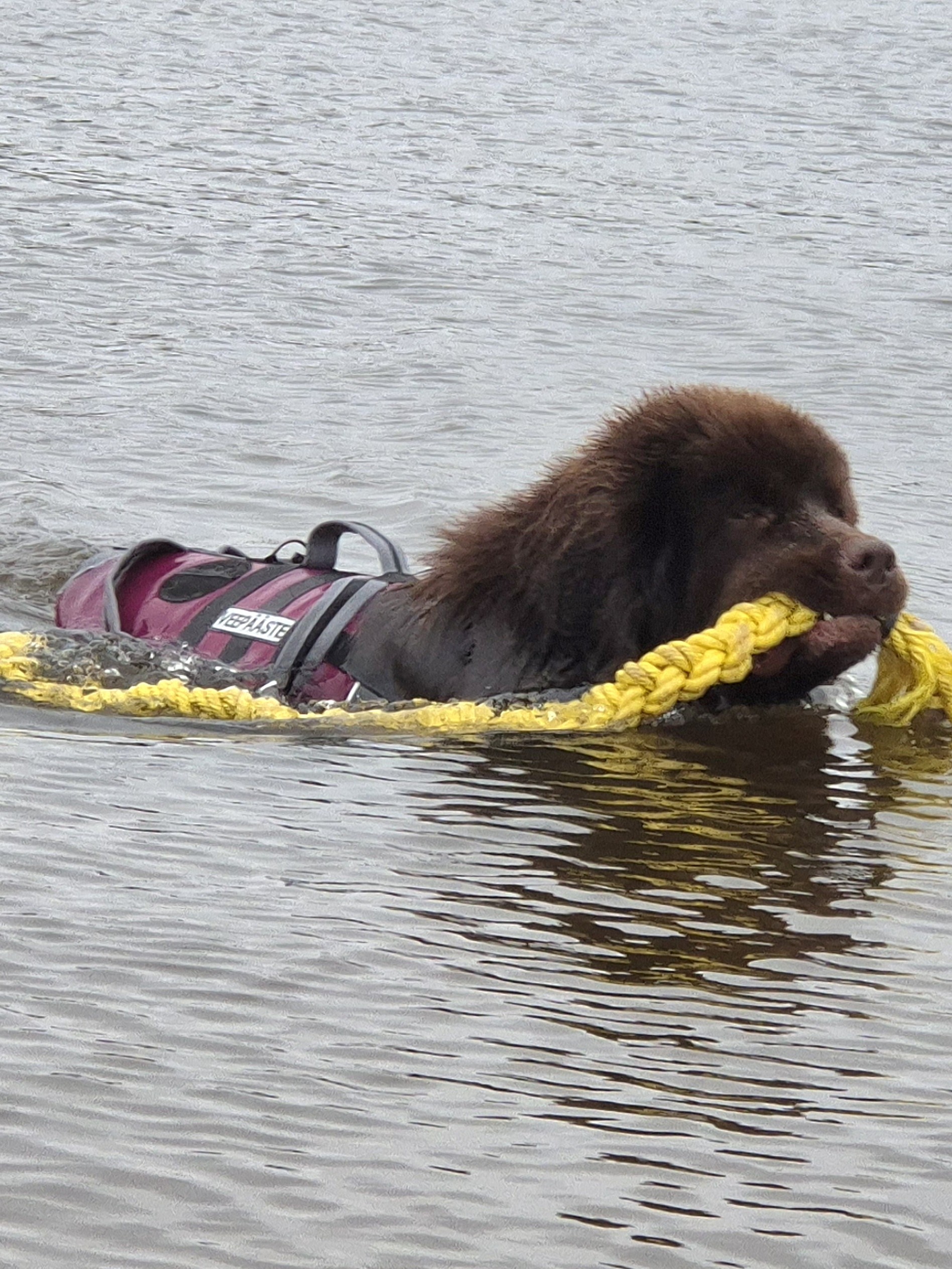 Remy, Newfoundlandi koer