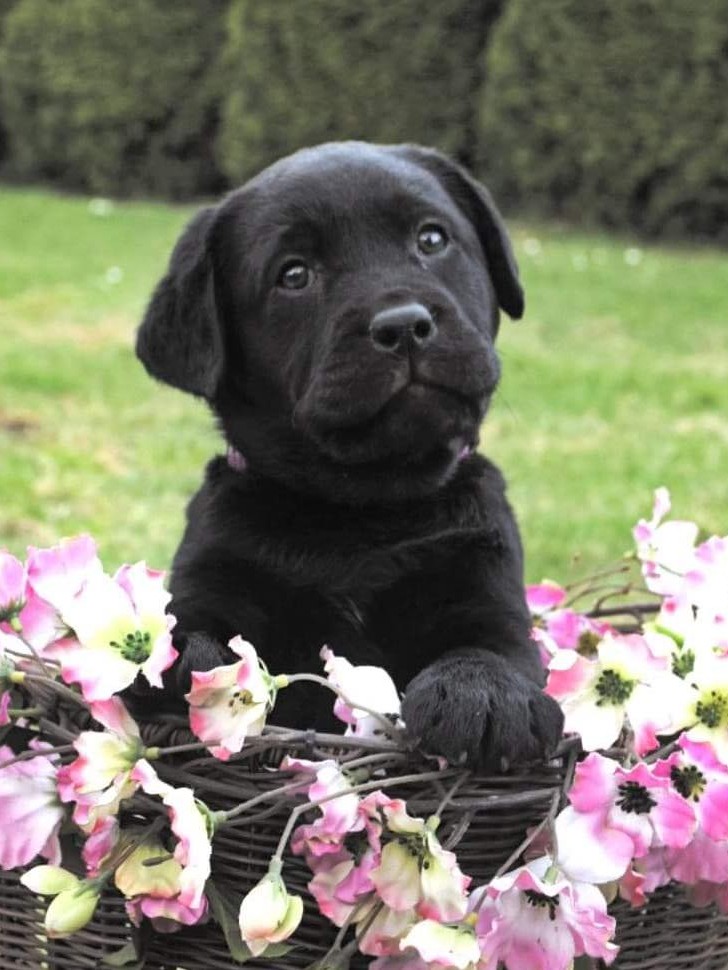Rya, Labradori retriiver