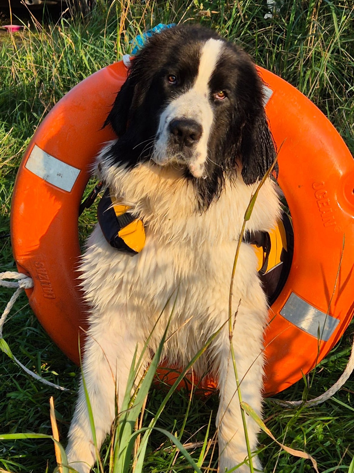 Yeti, Newfoundlandi koer